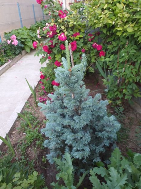  - A 2019 EVOLUTIE Trandafiri