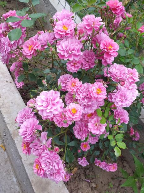 Perla transilvaniei - A 2019 EVOLUTIE Trandafiri