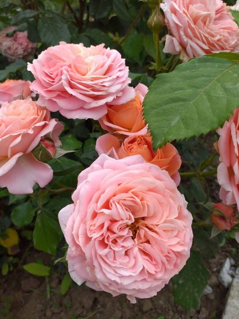 Mariann - A 2019 EVOLUTIE Trandafiri