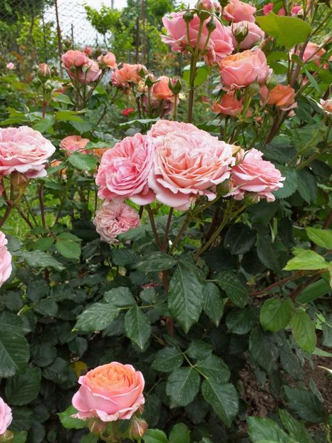  - A 2019 EVOLUTIE Trandafiri