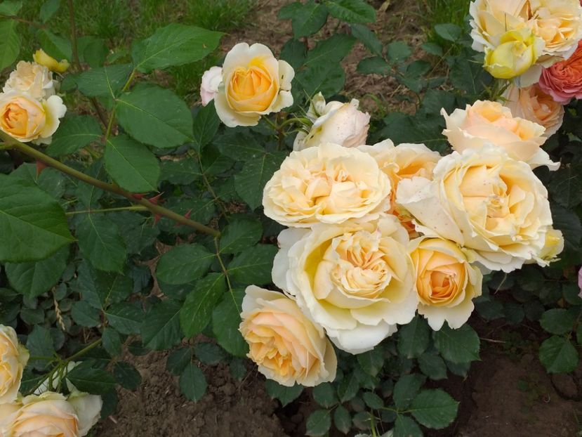  - A 2019 EVOLUTIE Trandafiri