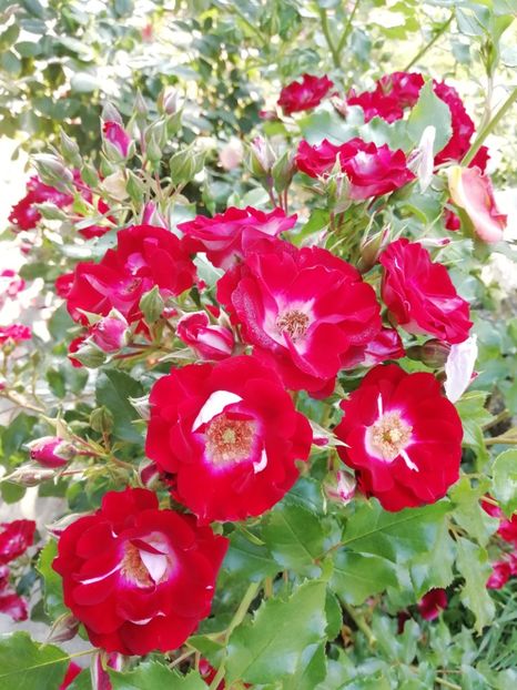 2019-31.05 - Patrick poivre