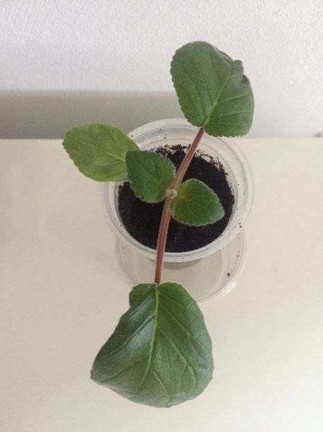 31.05.2019 - Sinningia SRGs Britta Dietze