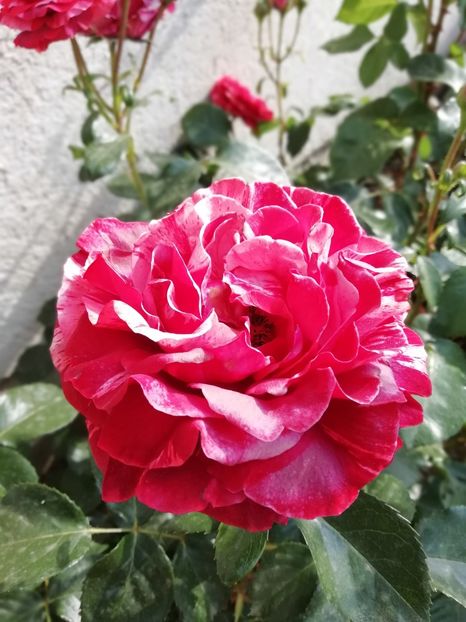 2019-31.05 - Brownie