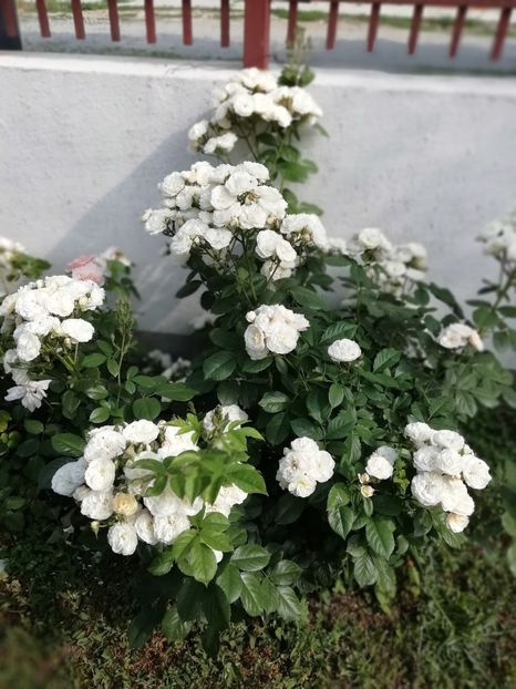 2019-31.05 - Bouquet Parfait