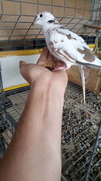  - Razatoare si de matase