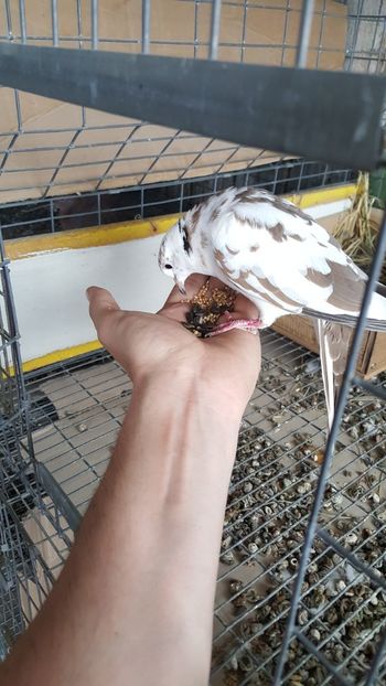  - Razatoare si de matase