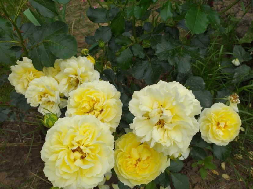 Golden fiesta - A 2019 EVOLUTIE Trandafiri