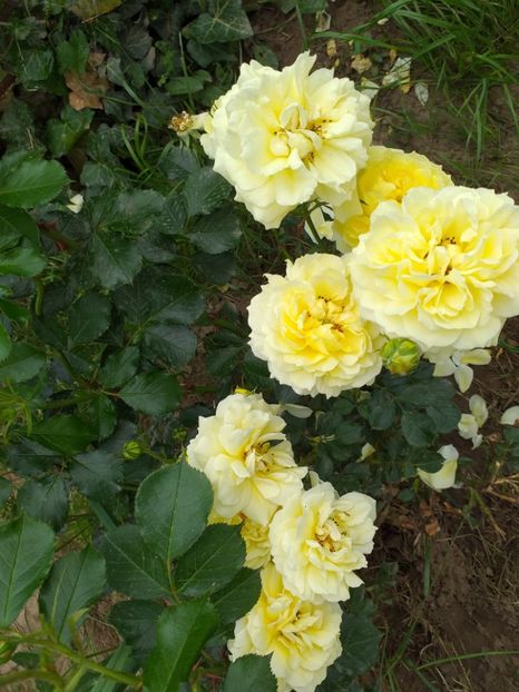 Golden fiesta - A 2019 EVOLUTIE Trandafiri