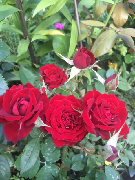 DA37255F-BCD2-455F-B99D-3178C523DBA9 - Trandafiri 2019 II