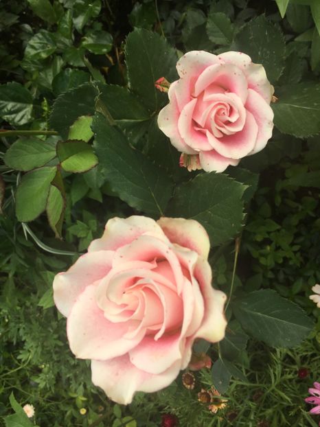 BC20BF06-B000-4BF2-88CA-61B7322E3A42 - Trandafiri 2019 II