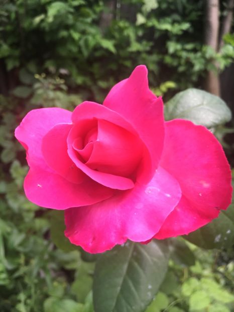 200B6E41-9C1B-4922-B8F0-2D7D11C34CEB - Trandafiri 2019 II