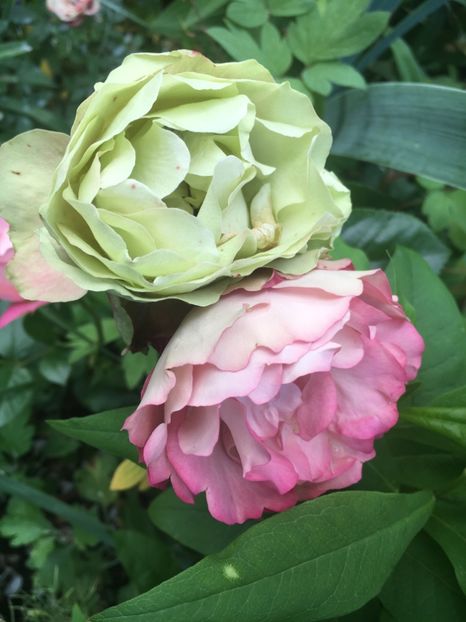 450FA478-7110-4A6A-A76E-8196A2607085 - Trandafiri 2019 II