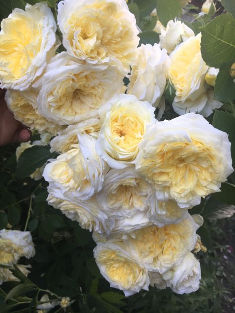 6BA89CAC-2644-47C0-BB9E-3499D198BB2D - Trandafiri 2019 II