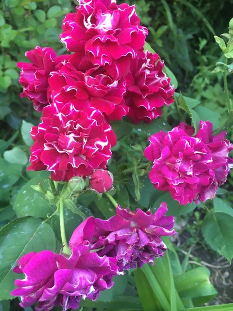 Roger Lambelin - Trandafiri 2019 II