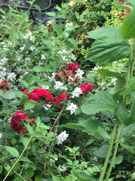 FE7DAF6F-750B-41F9-BFB8-80DB450F6760 - Trandafiri 2019 II