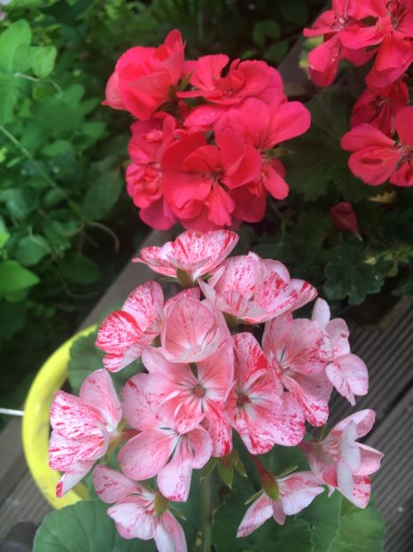 C96DCC10-58CA-48C9-89CE-473D3CB80EF5 - 2019