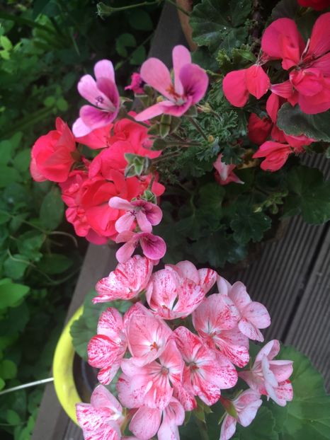 23596FE0-8F5B-47C5-8D63-968E687C344F - 2019