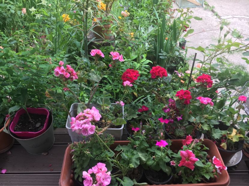 485BD068-C46D-4956-9BDA-7A3B267165D0 - 2019