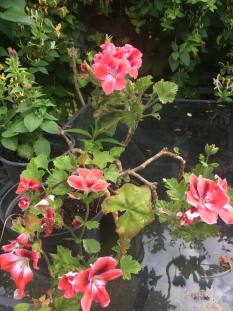 05F6536F-AD0C-42F0-9D26-27BC35BC87A4 - 2019