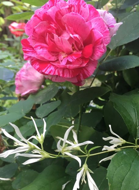 7D14CE1D-86CD-4EAD-8B86-48D7ACFB6876 - Mai 2019