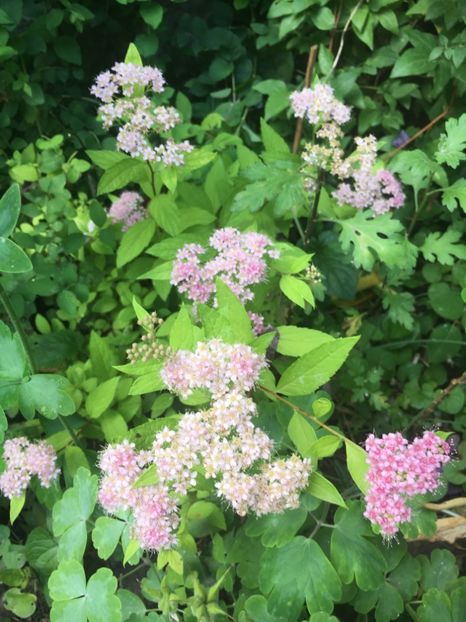 CE60C221-B6E1-4F06-95F8-2F42B2678074 - Mai 2019