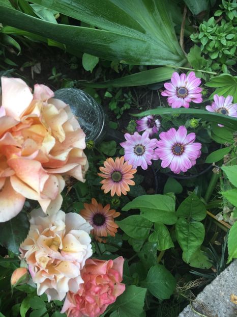 6B365986-1683-4967-8F14-06669D27C335 - Mai 2019