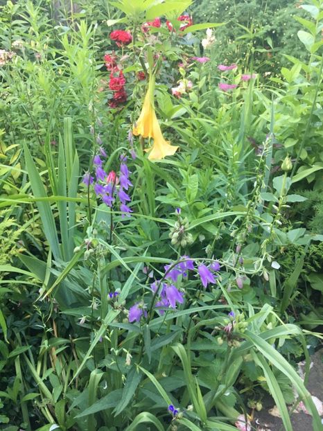 B05D97FD-F11C-400A-B2E4-2D4241244598 - Mai 2019