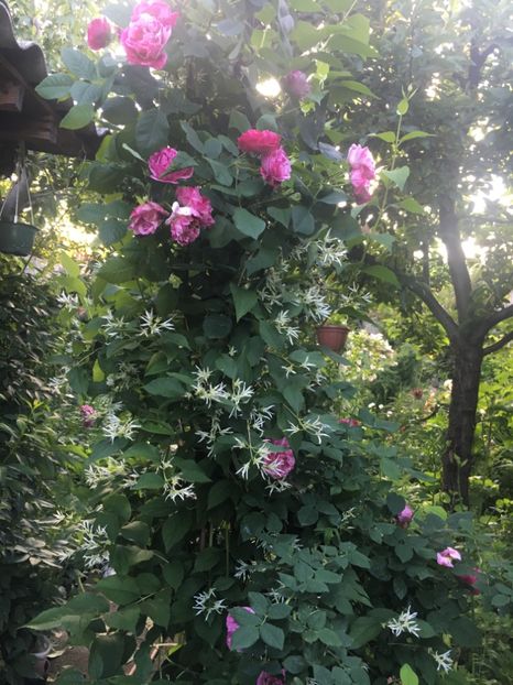 359E927C-8D76-4DA6-8298-24B51134F96D - Mai 2019