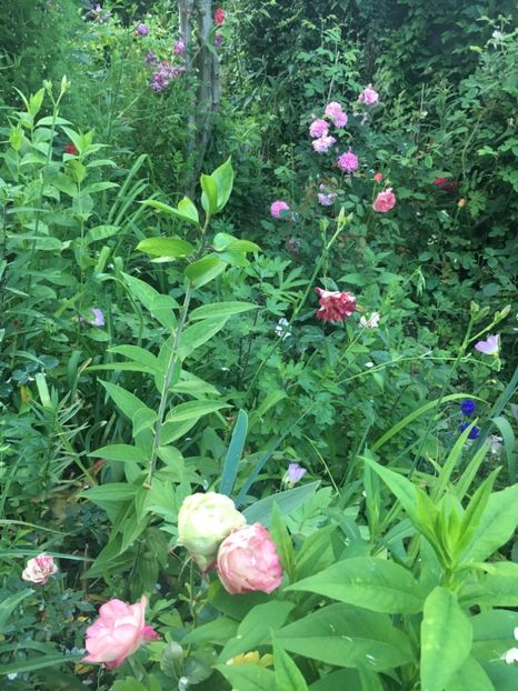 0070654F-8B56-49E7-AE32-4766C1887708 - Mai 2019