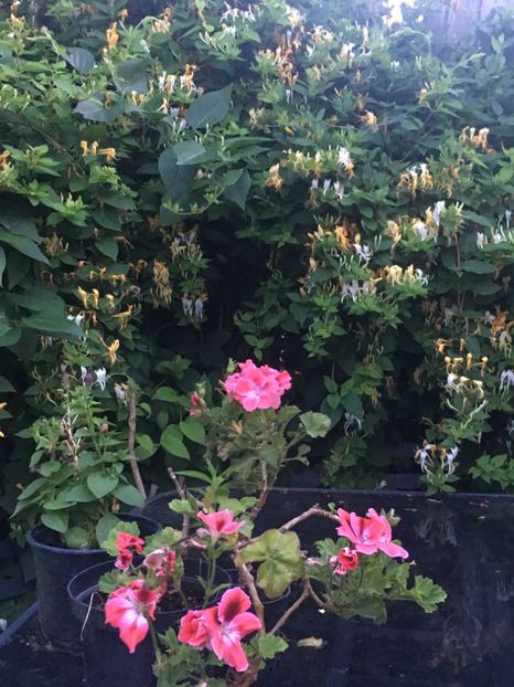 7AB05714-95CD-4AB6-9A56-AC89405E5C4A - Mai 2019