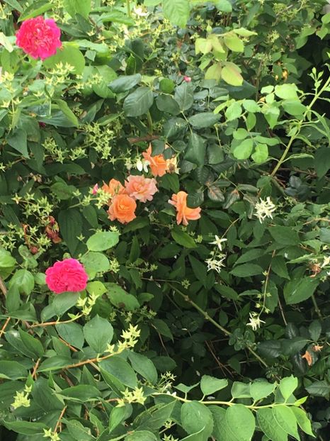 314B24AD-25A1-44A9-8949-0C3580902DCD - Mai 2019