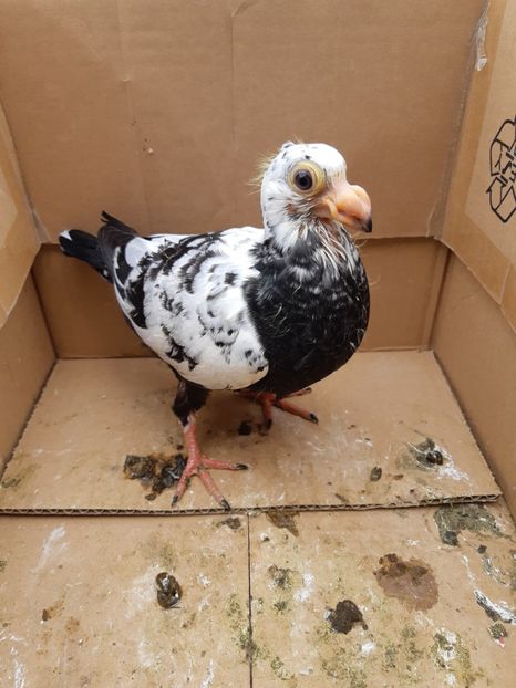 Pui din P9 - Pui 2019