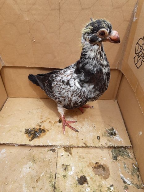 Pui din P18 - Pui 2019