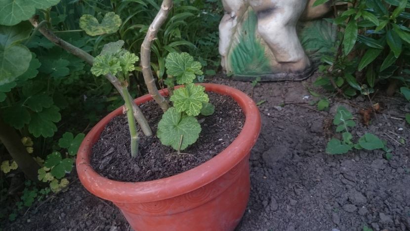  - Flori si trandafiri 2019 -1