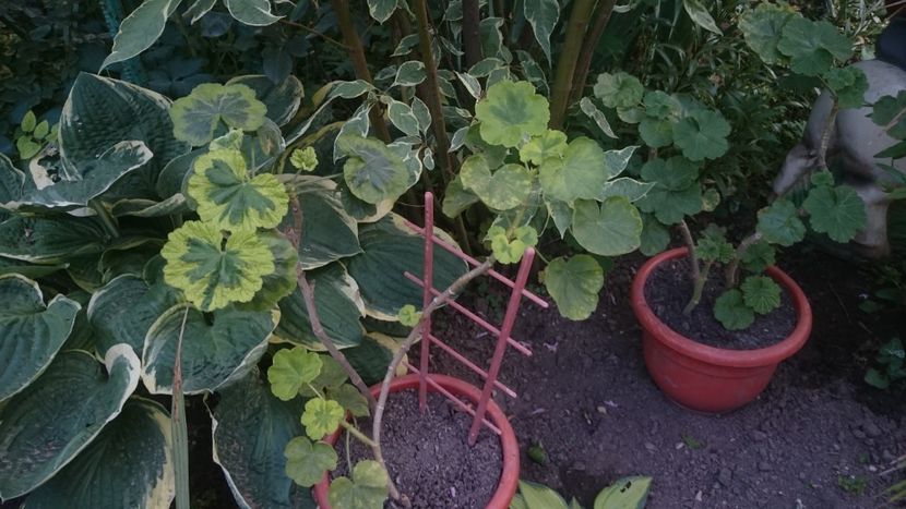  - Flori si trandafiri 2019 -1