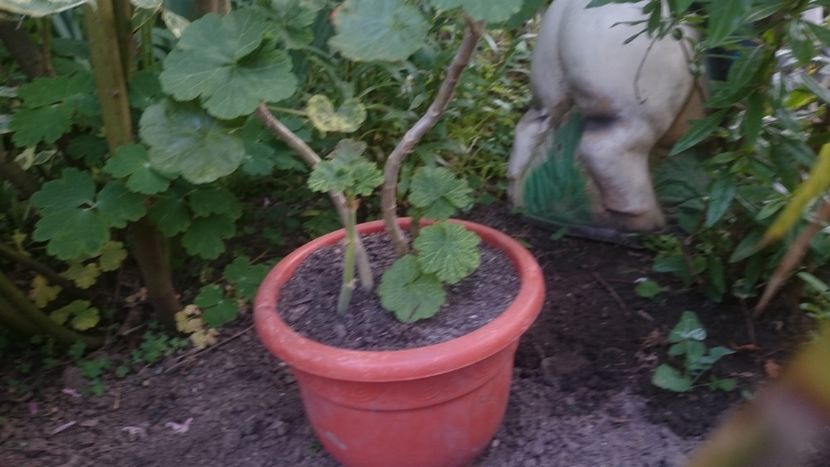  - Flori si trandafiri 2019 -1