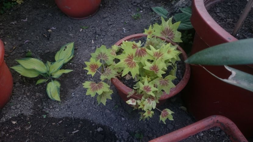  - Flori si trandafiri 2019 -1