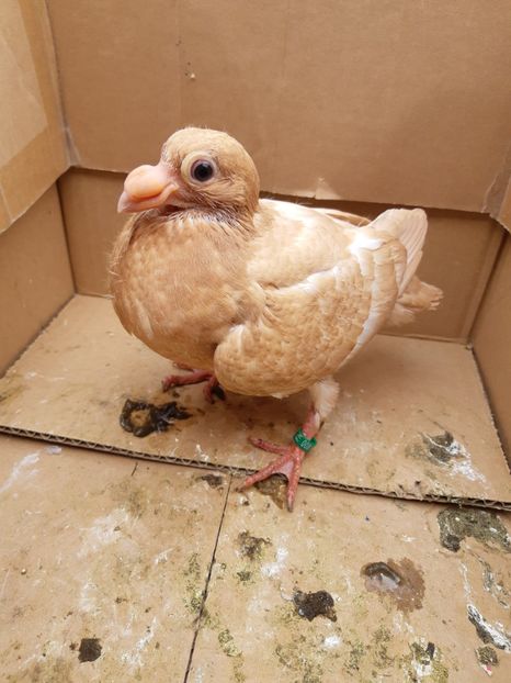 Pui din P13 - Pui 2019