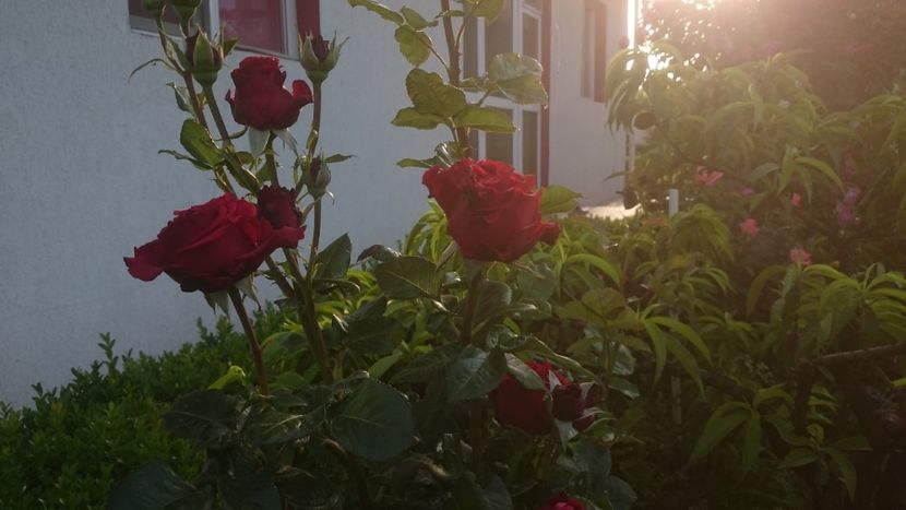  - Flori si trandafiri 2019 -1