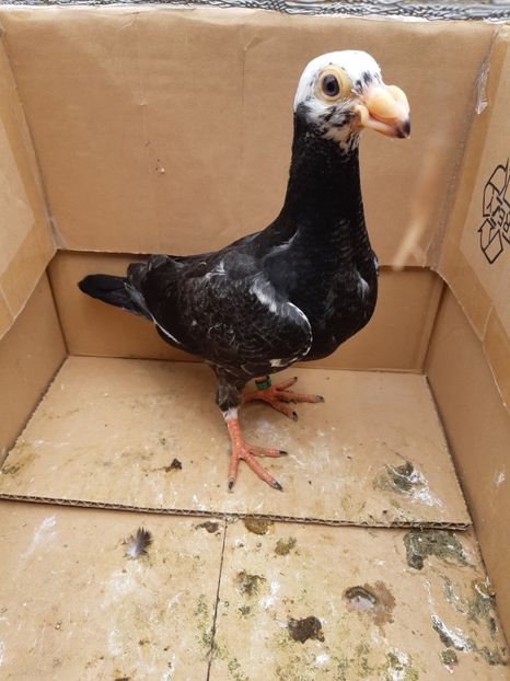 Pui din P12 - Pui 2019