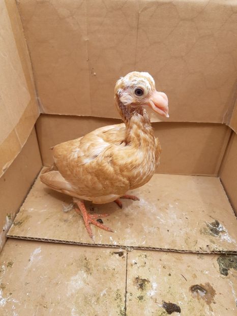 Pui din P2 - Pui 2019