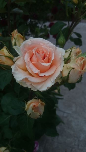  - Flori si trandafiri 2019 -1