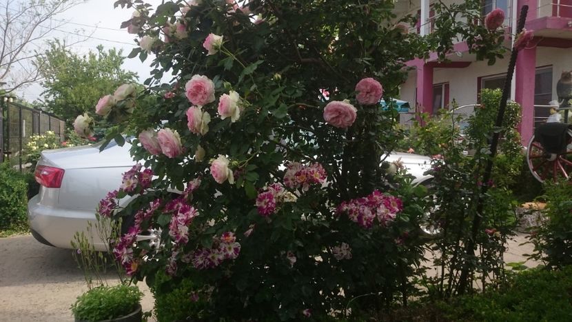  - Flori si trandafiri 2019 -1