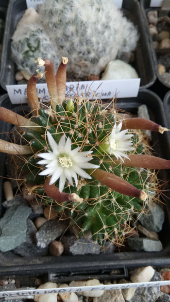 31.05.2019 - Mammillaria camptotricha