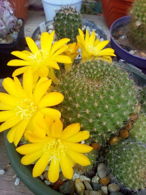  - cactusi 2019