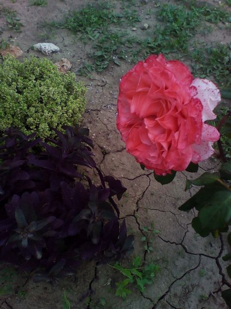  - curtea cu toate cele 2019