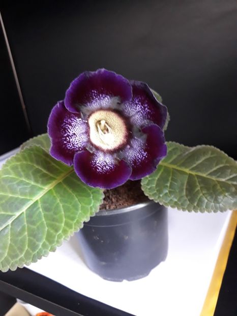  - gloxinii_2019