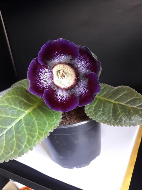  - gloxinii_2019