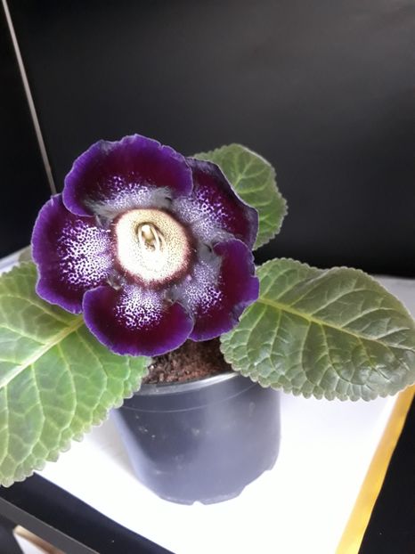  - gloxinii_2019
